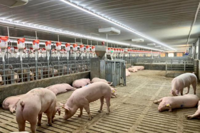 把握養(yǎng)豬業(yè)的黃金機(jī)會(huì)，成就你的創(chuàng)業(yè)夢想