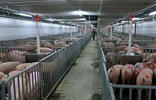 智能養殖新標桿 探秘全球最大養豬場背后的中國實力