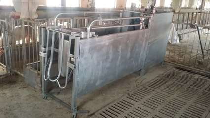 智能化養殖新紀元 自動化母豬飼養管理系統的創業藍圖